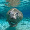 Manatee