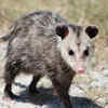 Opossum