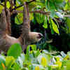 Sloth