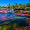 Cano Cristales, Colombia
