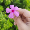 How to make sadabahar hair mist at home?
