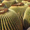 Giant barrel cactus