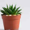 Haworthia