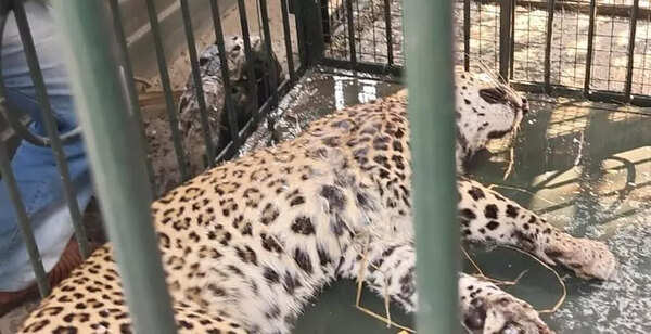 Mysuru: Leopard gets trapped in snare, dies