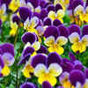 Viola