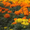 Marigold