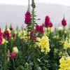 Snapdragon