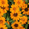 Calendula