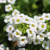 Sweet alyssum
