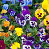 Pansy