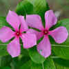 Add some petals to your hair oil