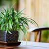 indoor peace lily plants Peace Lily – Hey Rooted main image 0