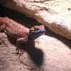 Xenagama
