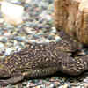 Xenopus laevis