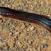 Xenopeltis unicolor