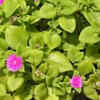 Heart-leaf ice plant  