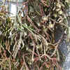 Hairy-fruited wickerware cactus