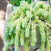 Burro’s tail