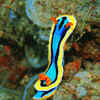 Nudibranch (Sea Slug)