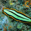 Flatworm