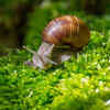 Nerite snails