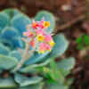 5 succulents with prettiest flowers for your home garden | - The Times of  India