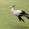 Secretarybird