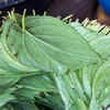 paan without tobacco Natural Herbal Cigarettes PAAN Flavour(10 Sticks) 100% Tobacco-Free an