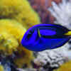 Blue tang (Paracanthurus hepatus)
