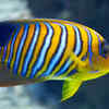 Regal angelfish (Pygoplites diacanthus)