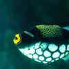 Clown triggerfish (Balistoides conspicillum)