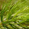 Hornwort