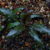 Cryptocoryne wendtii