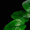 Anubias barteri