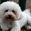 Bichon Frise