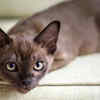 Burmese