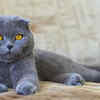 Scottish Fold