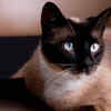 Siamese