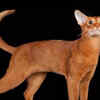 Abyssinian