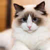 Ragdoll