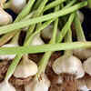 Garlic