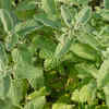 Catnip