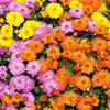 Chrysanthemum