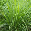Lemongrass