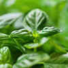 Article image for: <i class="tbold">basil</i>