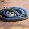 Black mamba 