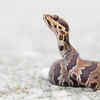 Cottonmouth viper