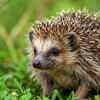 Hedgehogs