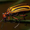 Blister beetles