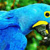 Spix’s macaw